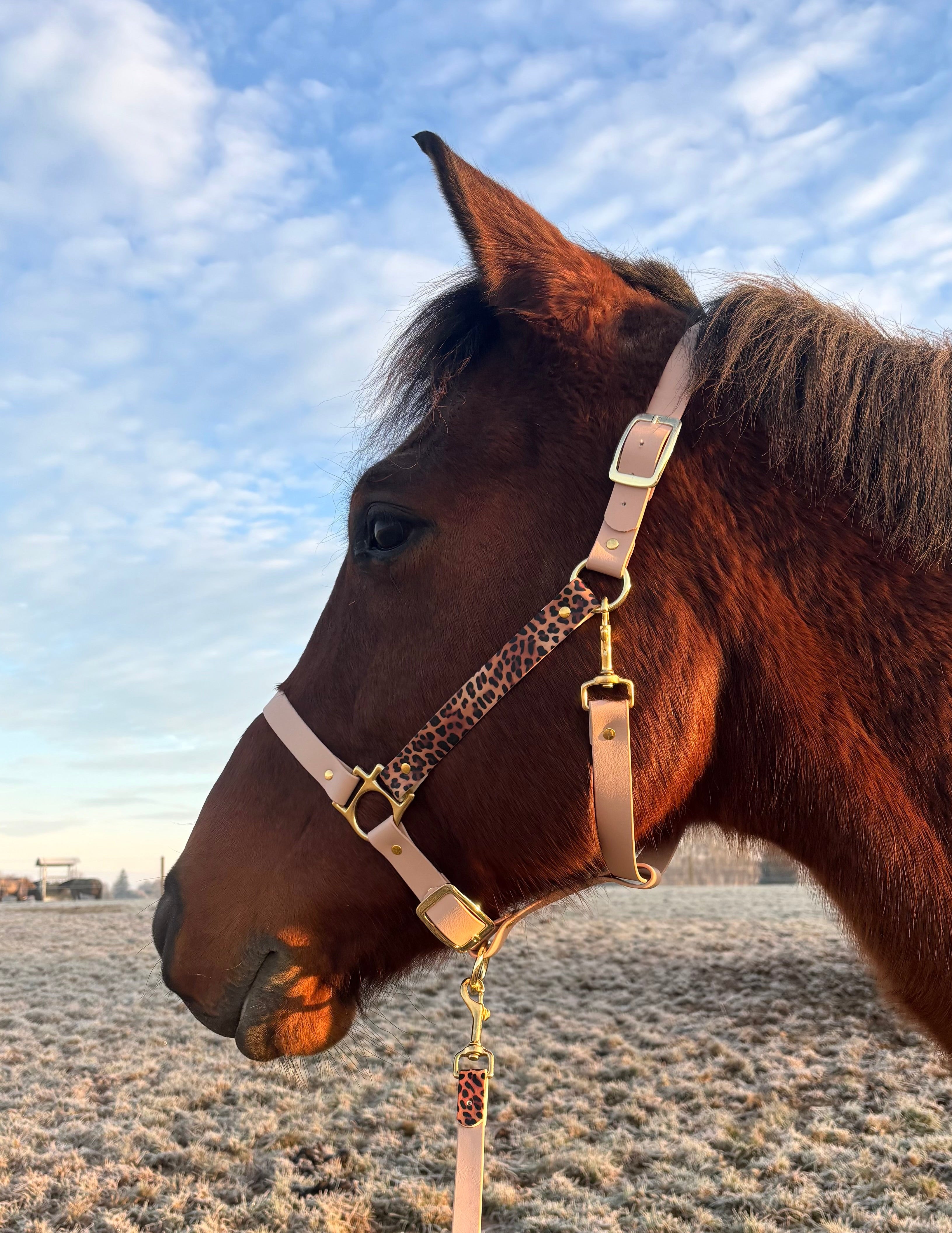 Licol plat beige léopard