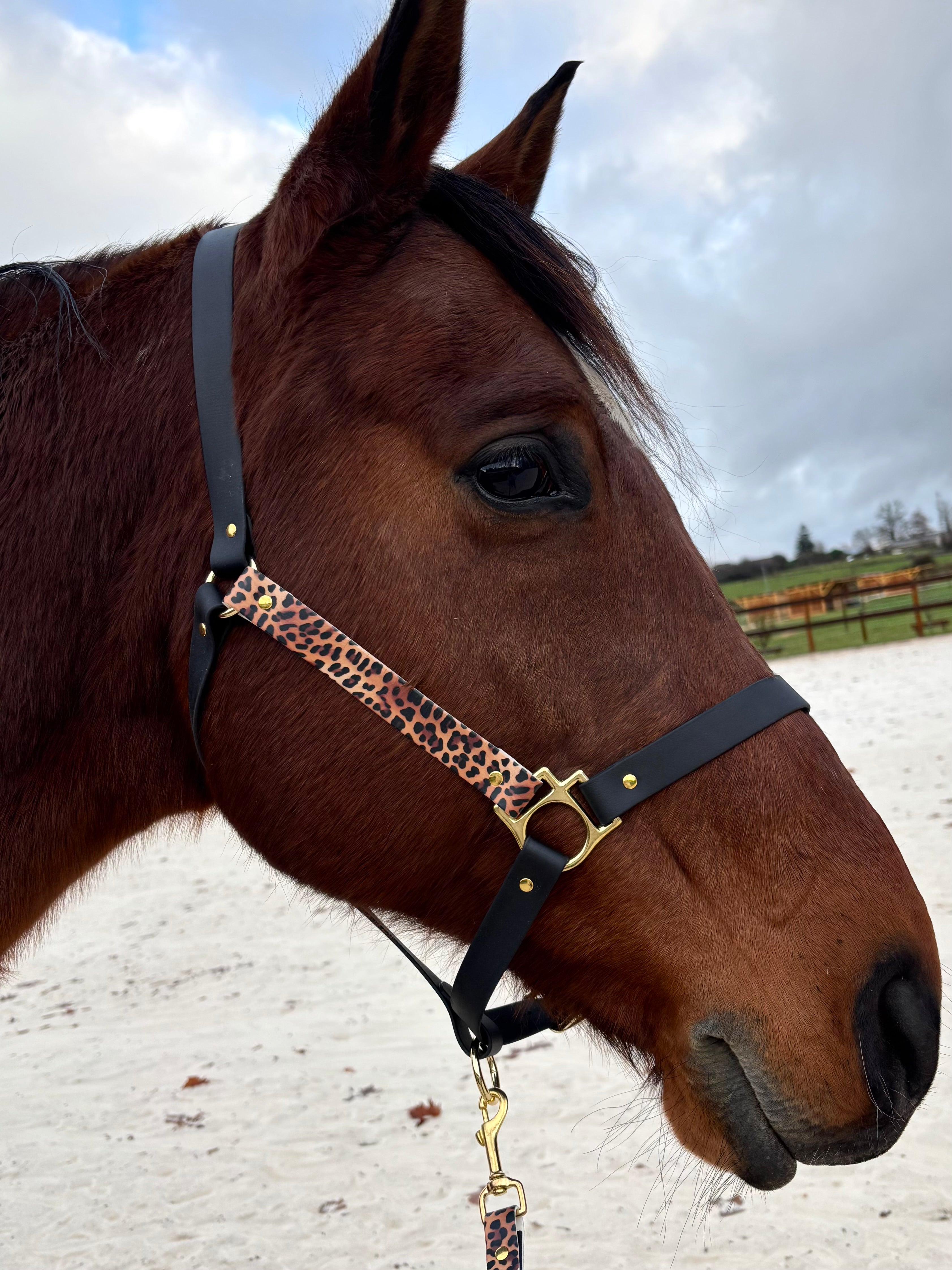 Licol plat noir léopard