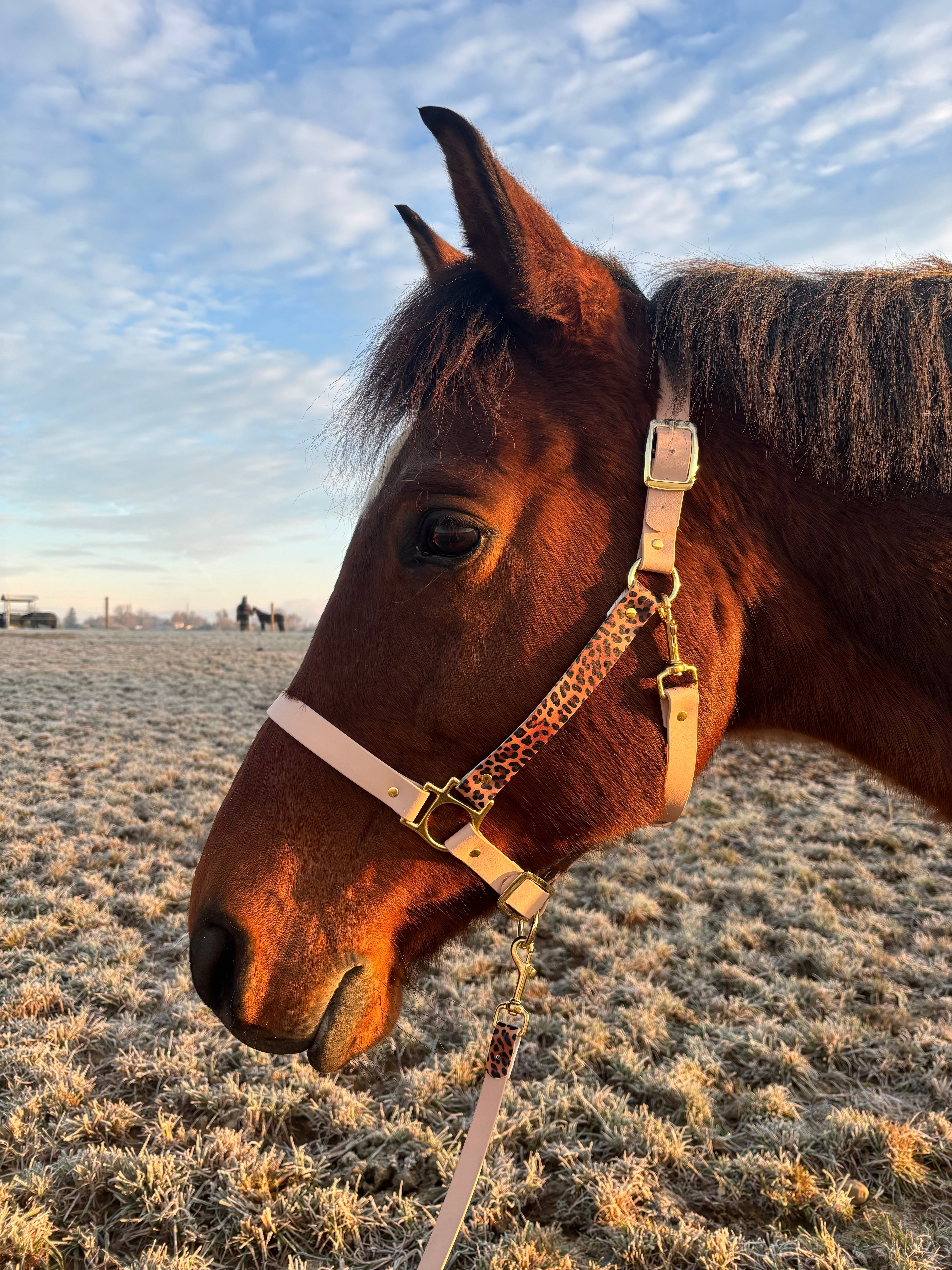 Licol plat beige léopard