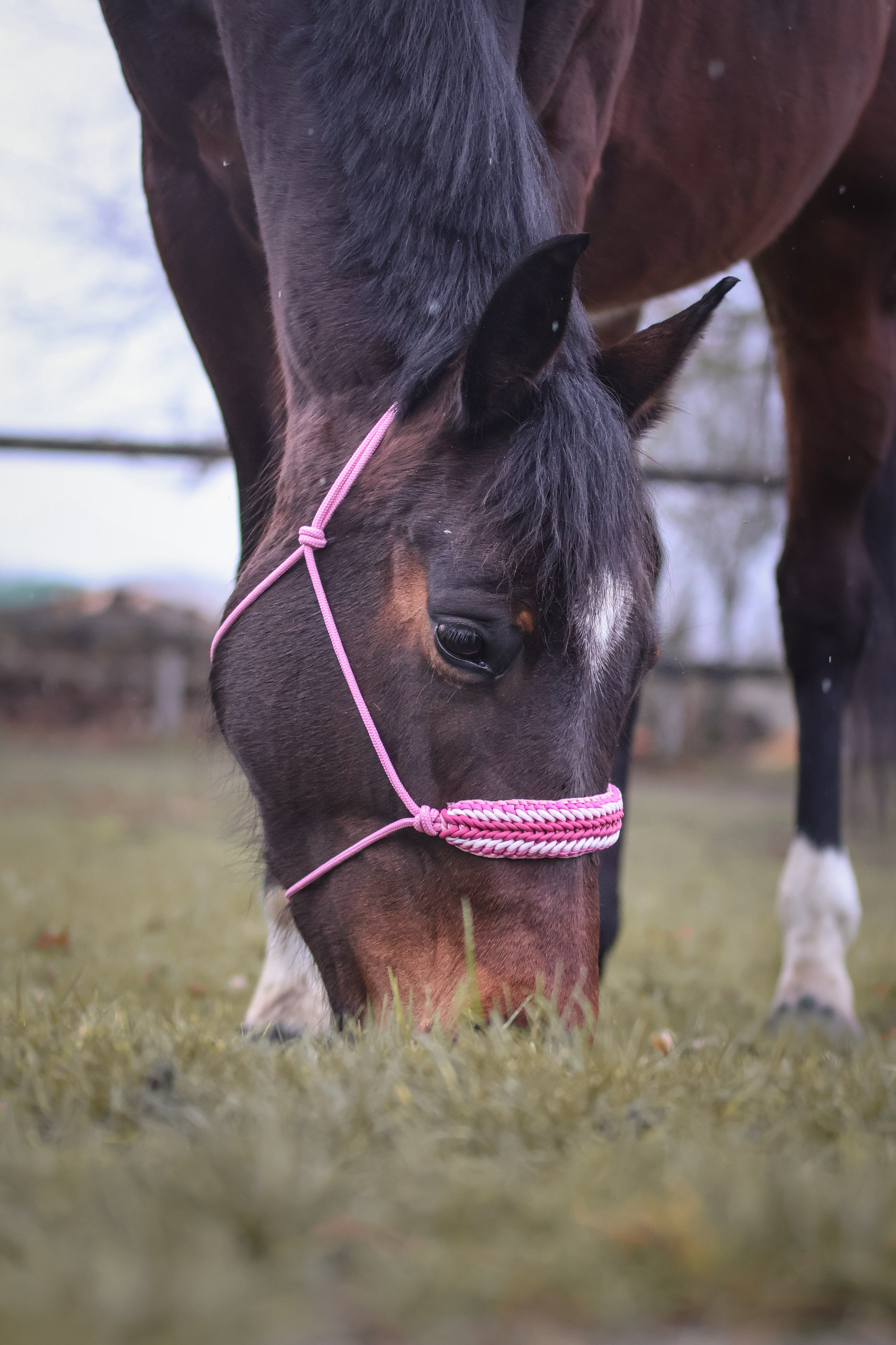 Licol premium personnalisable - STELLA