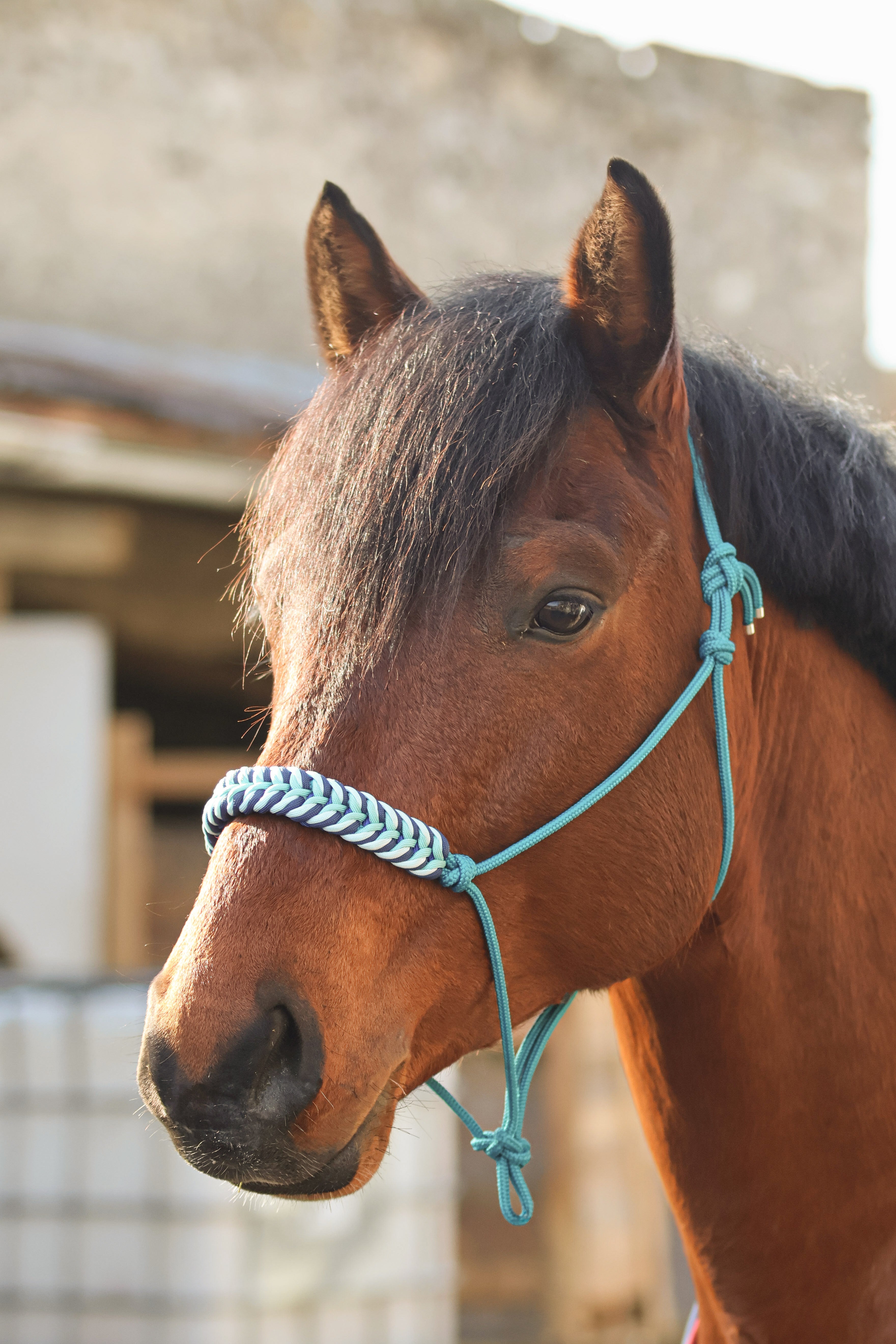 Licol premium personnalisable - NOVA