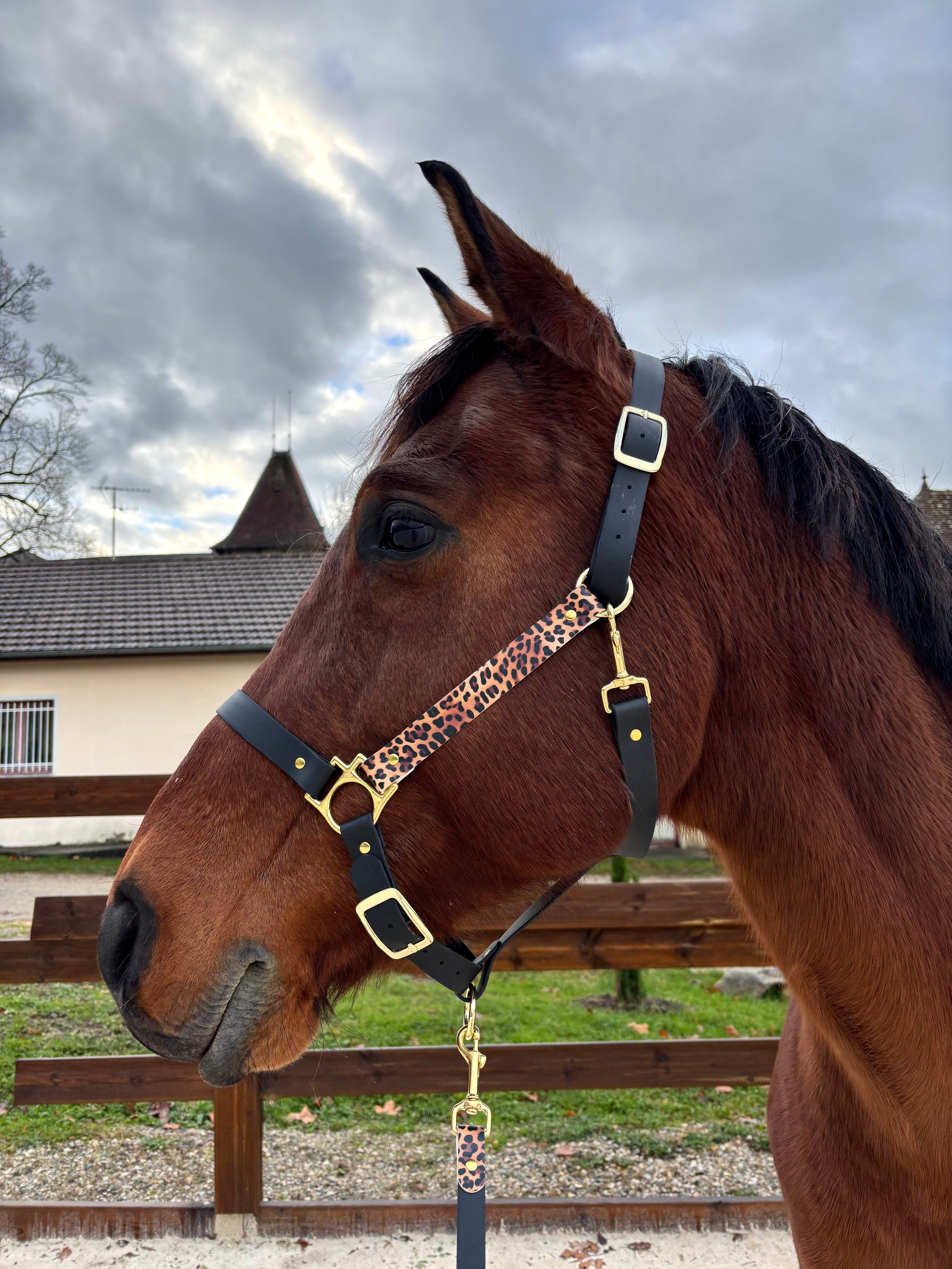 Licol plat noir léopard