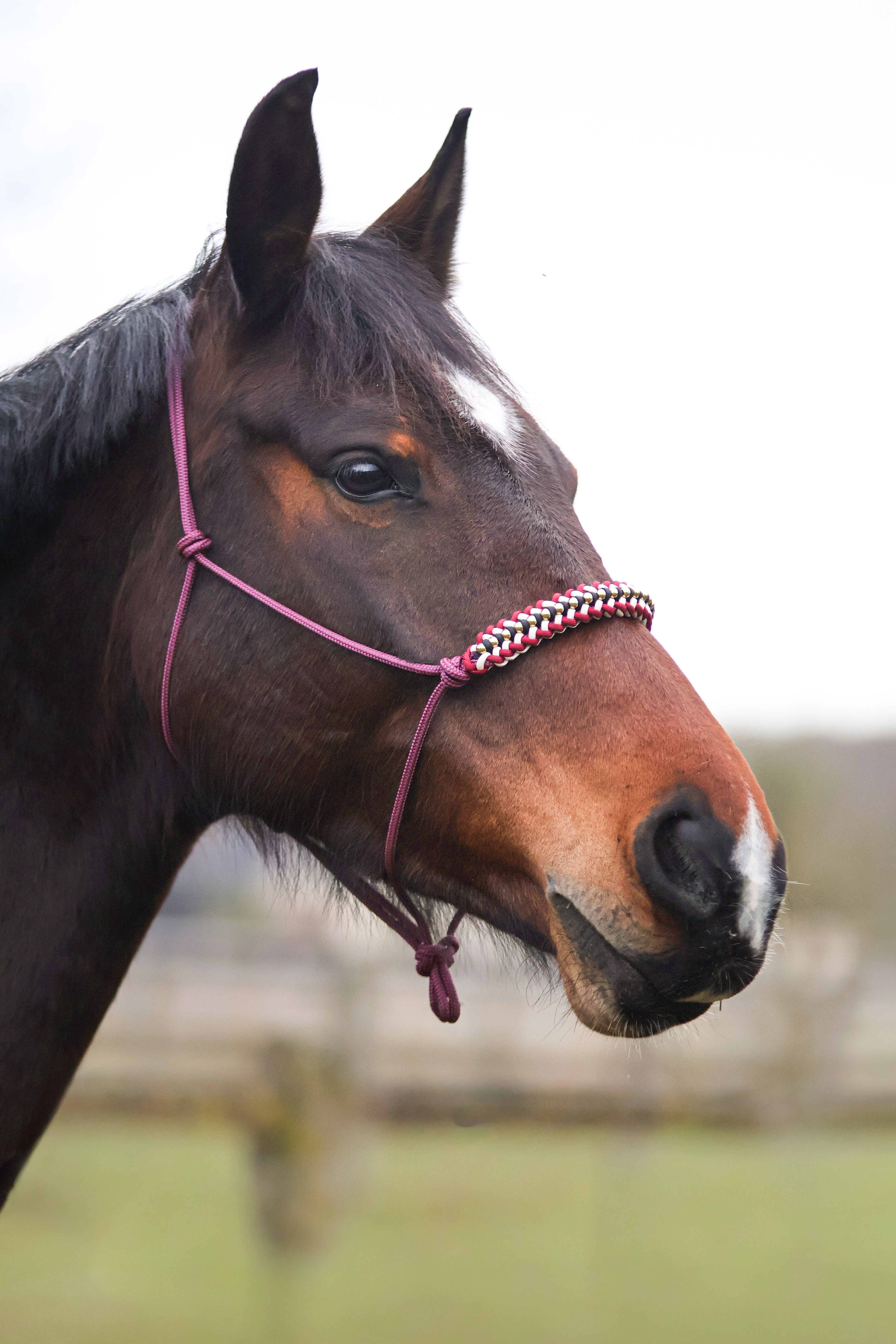 Licol premium personnalisable - ORION