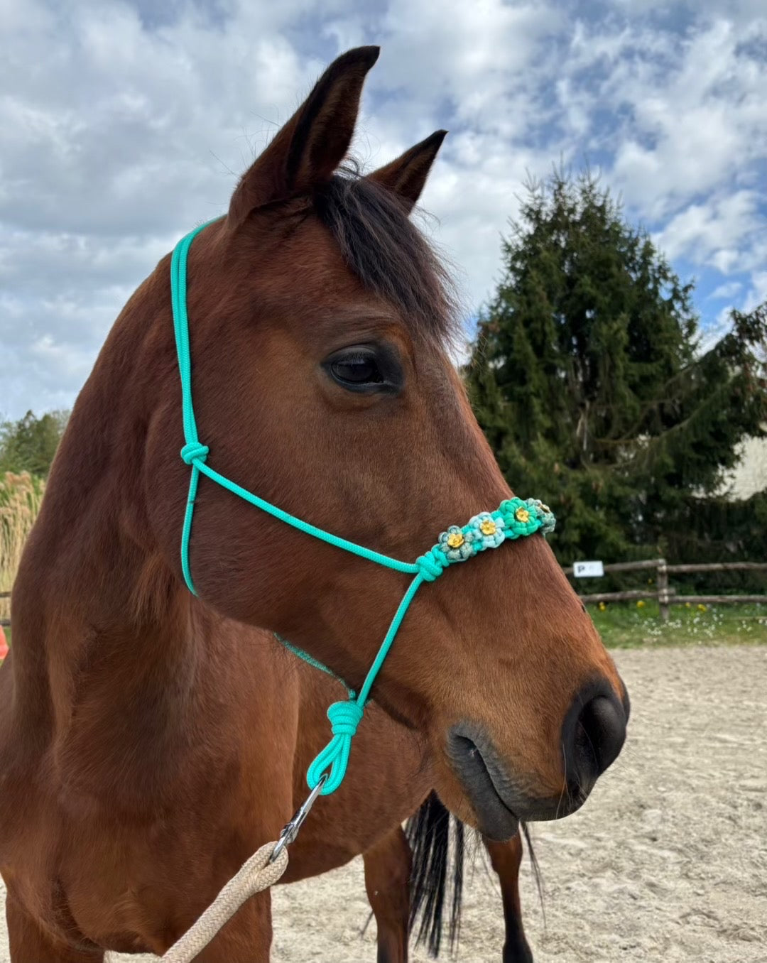 licol personnalisable | FLOWER