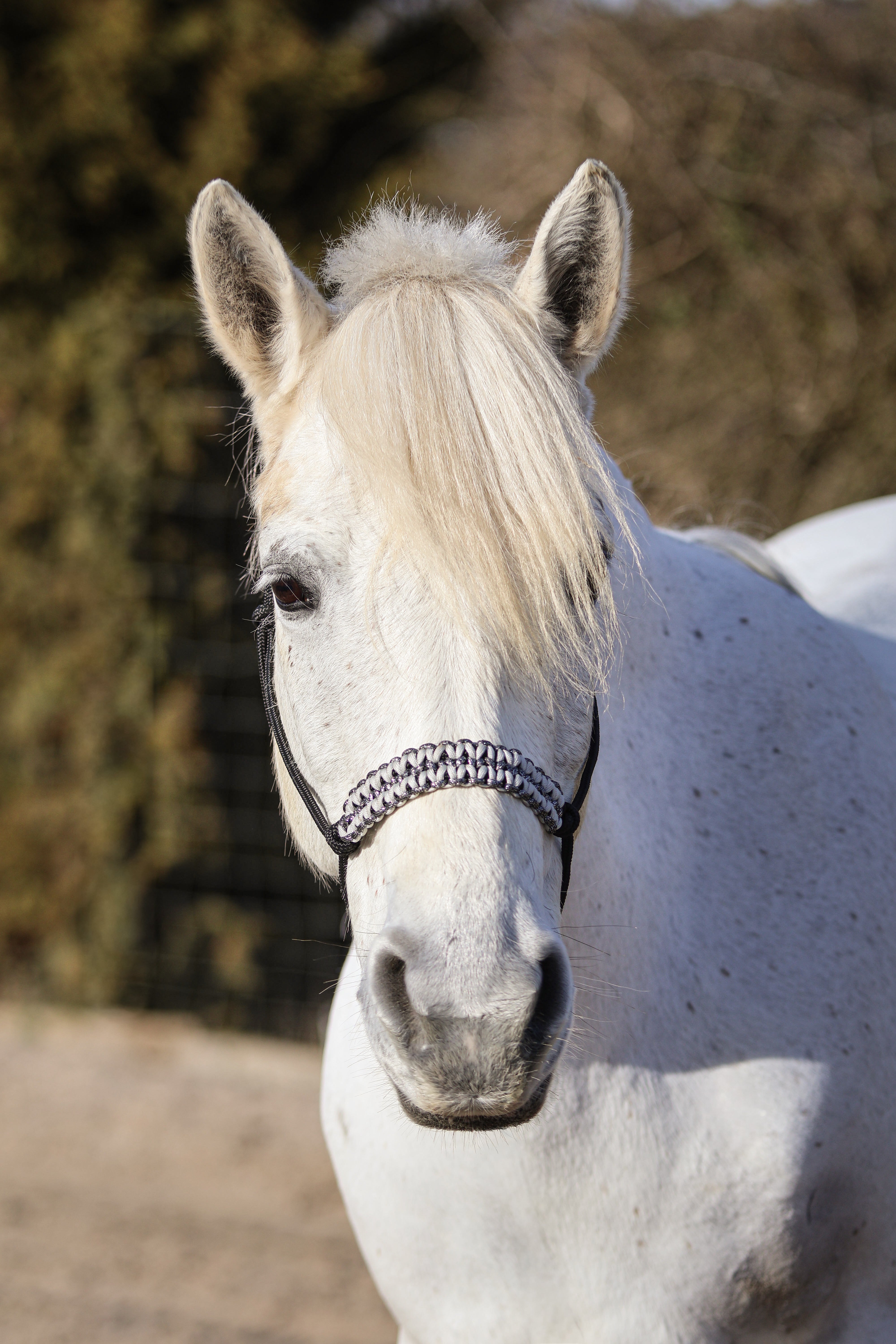 Licol premium personnalisable - LUNA