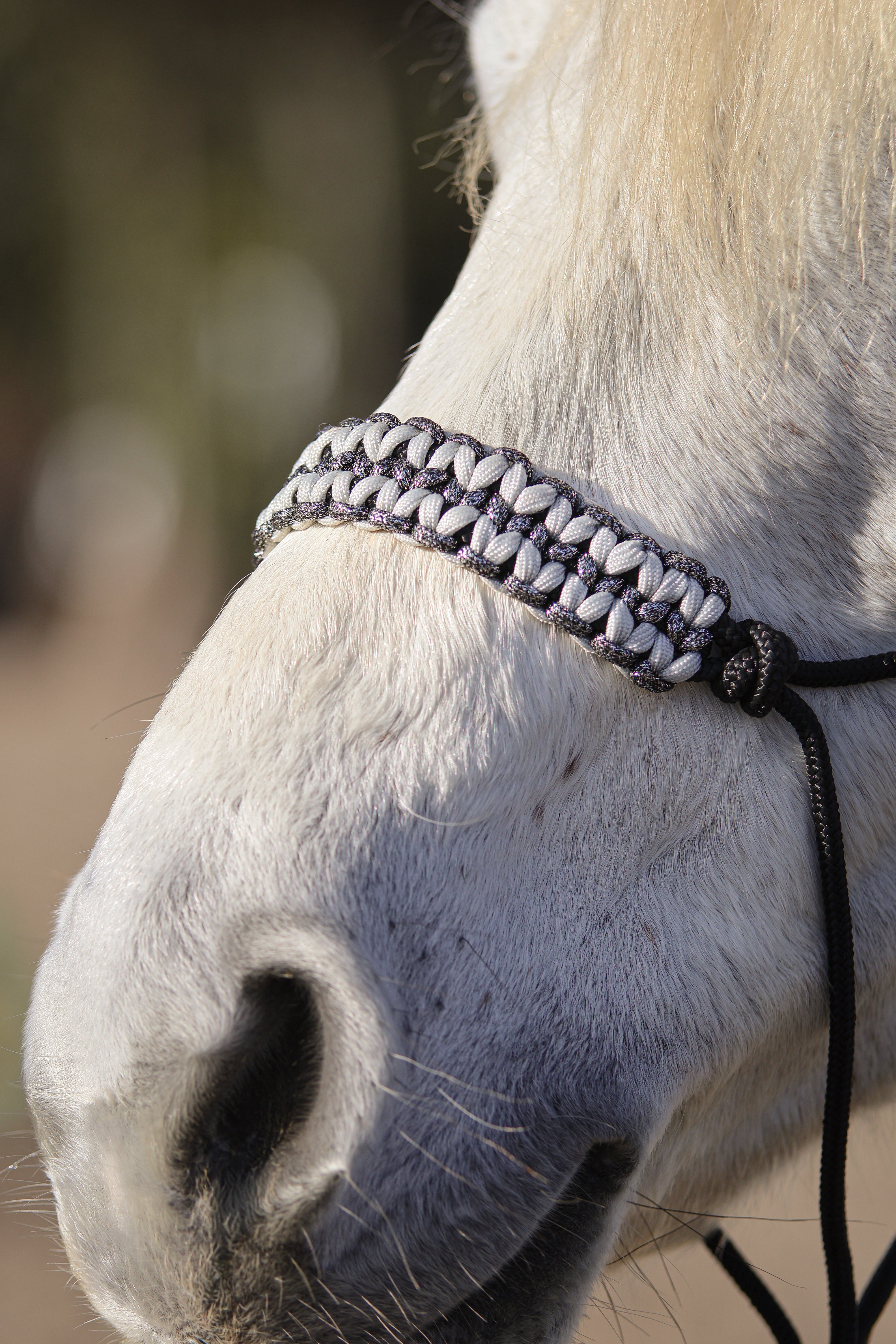 Licol premium personnalisable - LUNA