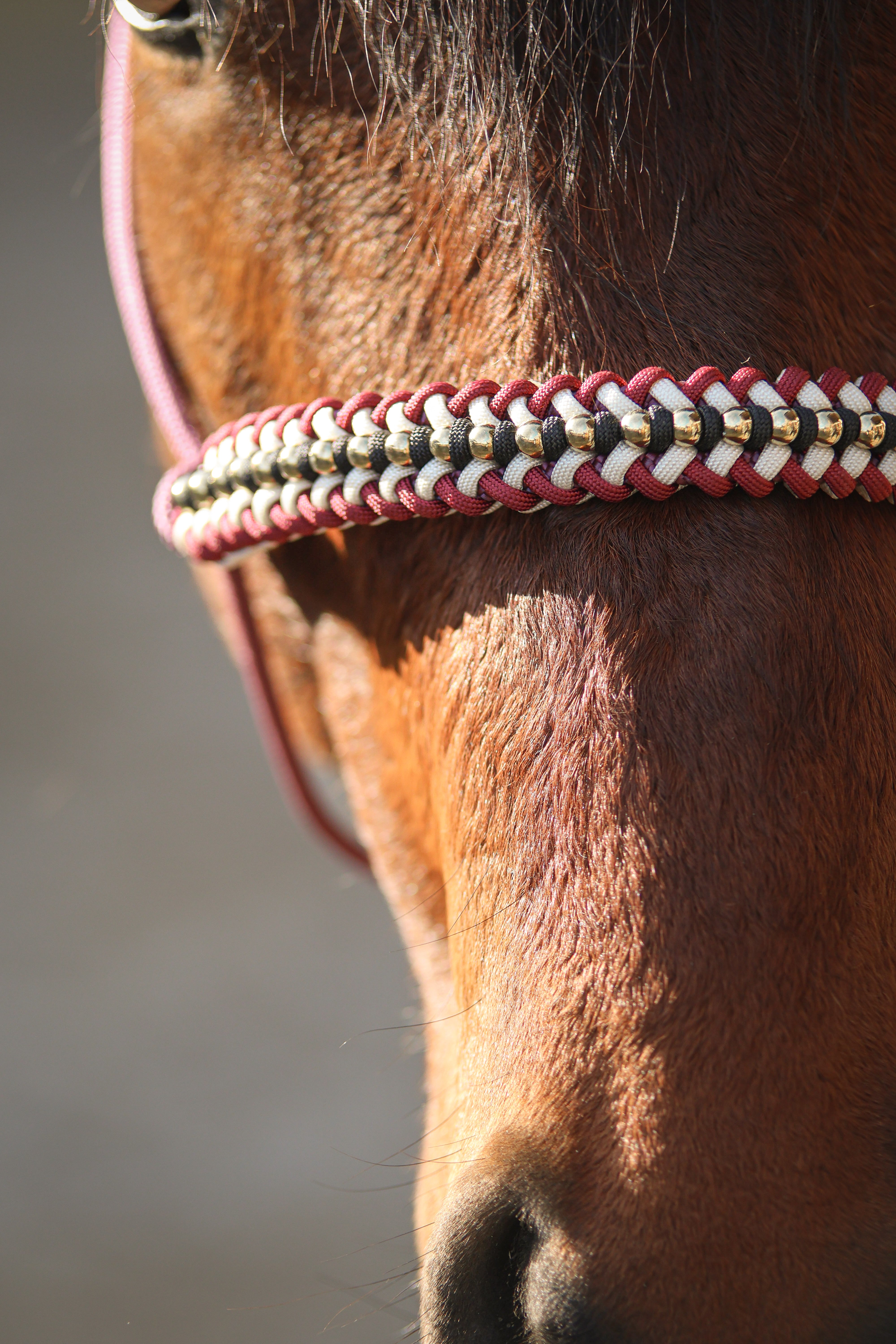 Licol premium personnalisable - ORION