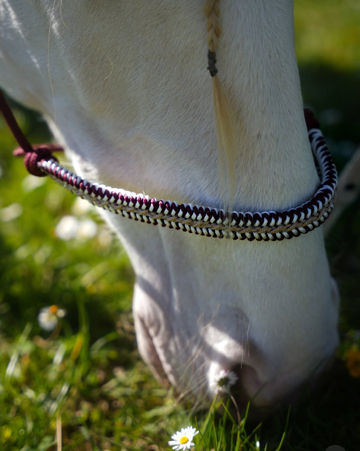 licol personnalisable | tressage majestic