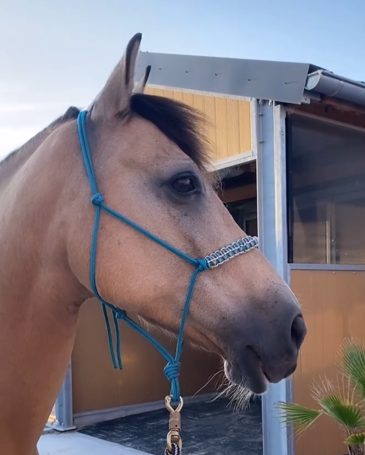 licol personnalisable | tressage malibu