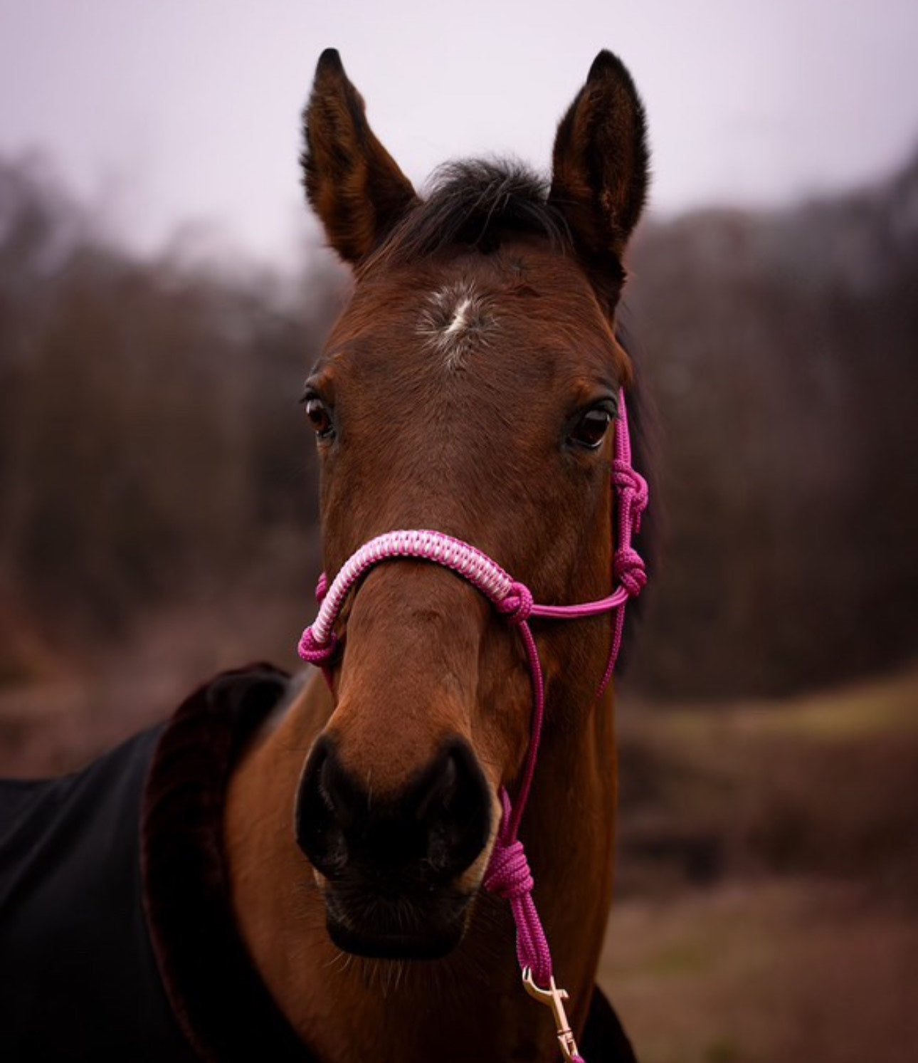 licol personnalisable | tressage Lys