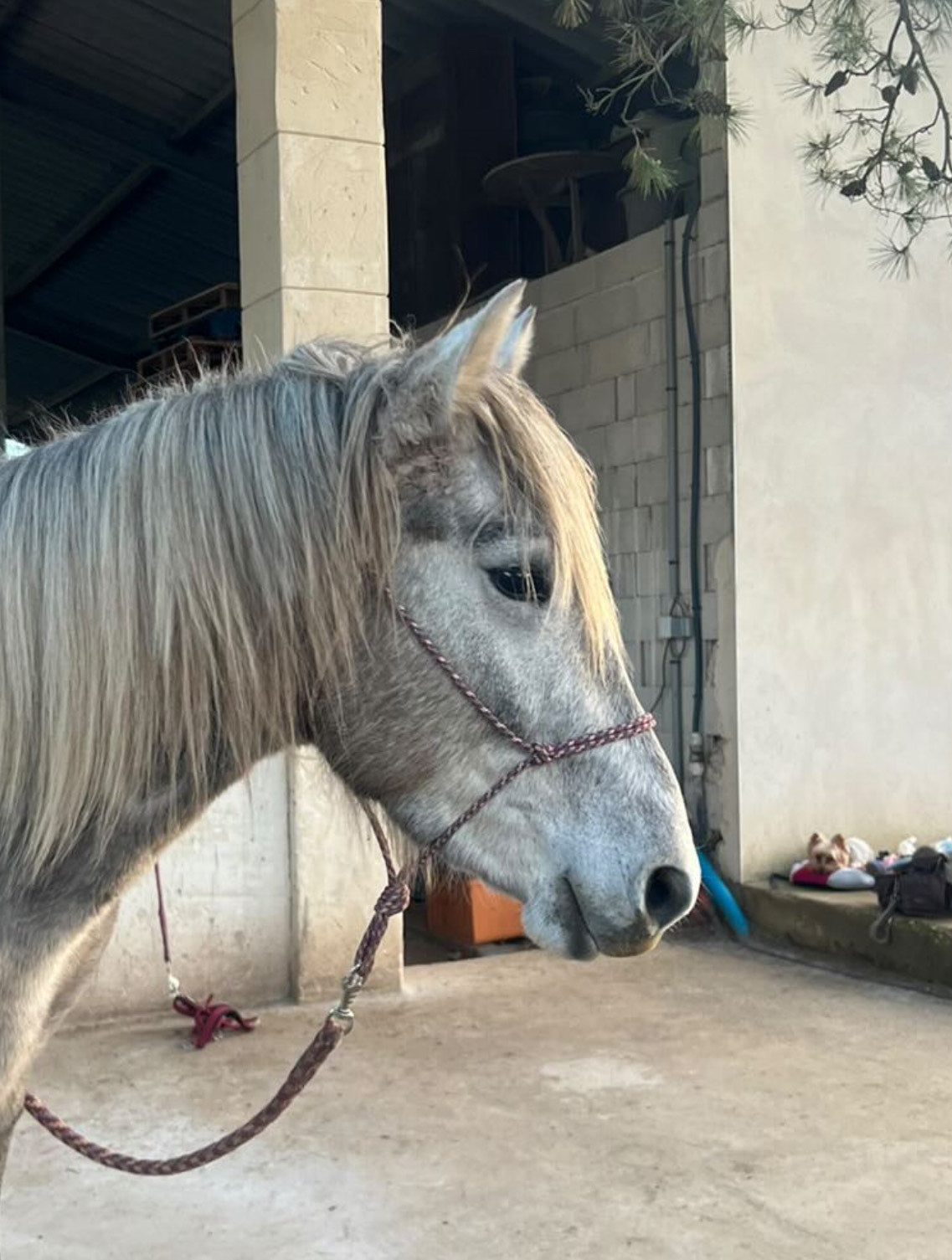 licol personnalisable | classique