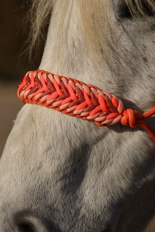 Licol premium personnalisable - ASTRA