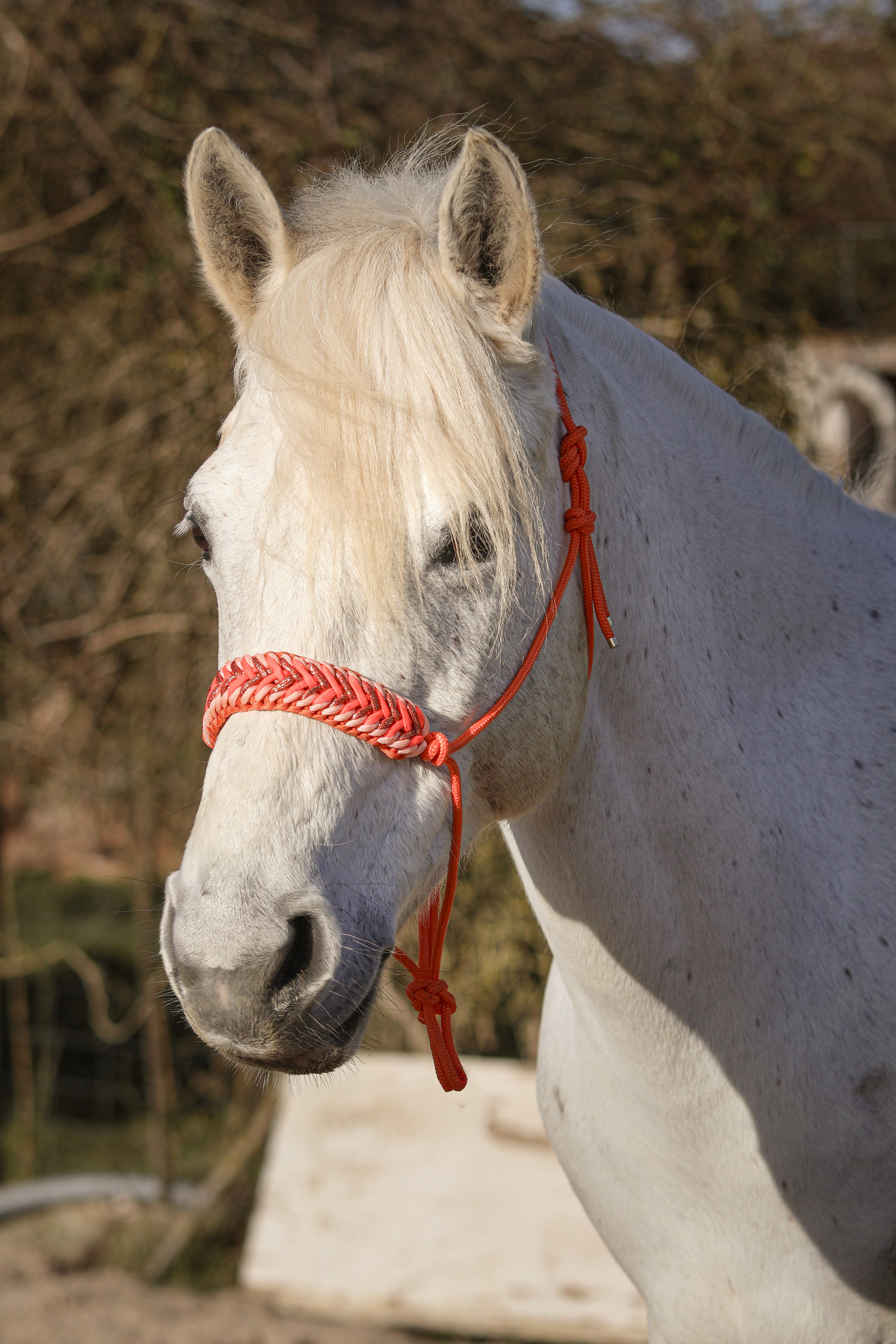 Licol premium personnalisable - ASTRA