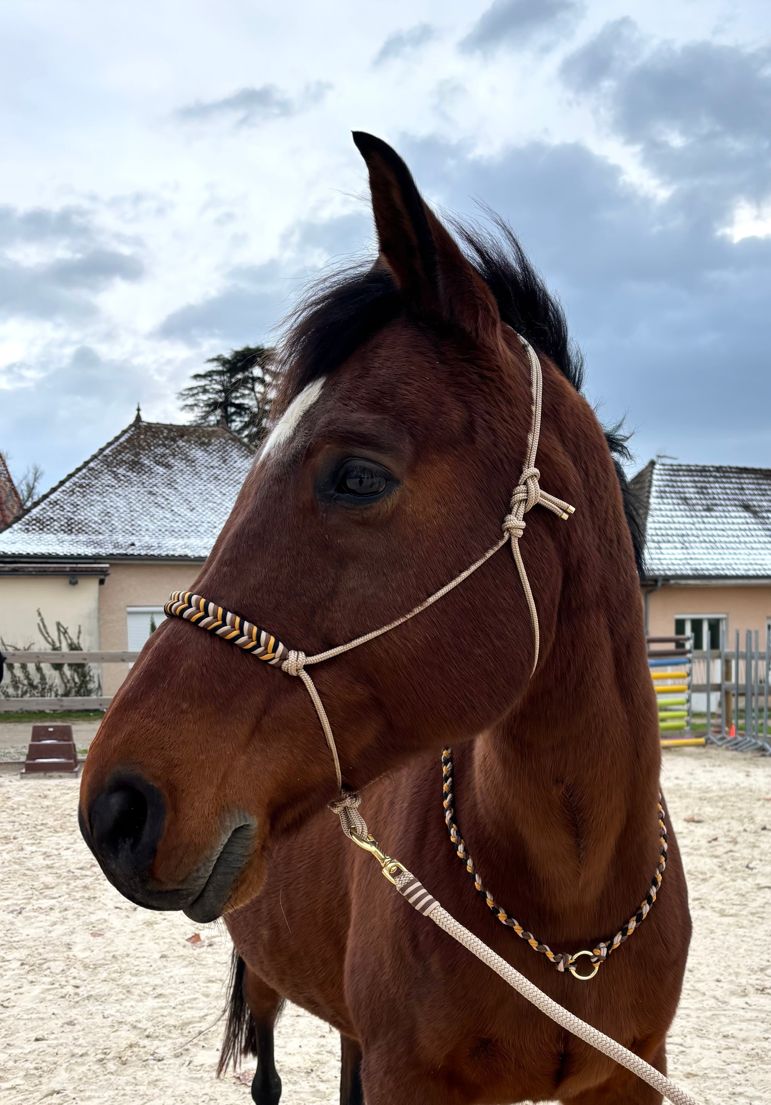 Licol en corde léopard