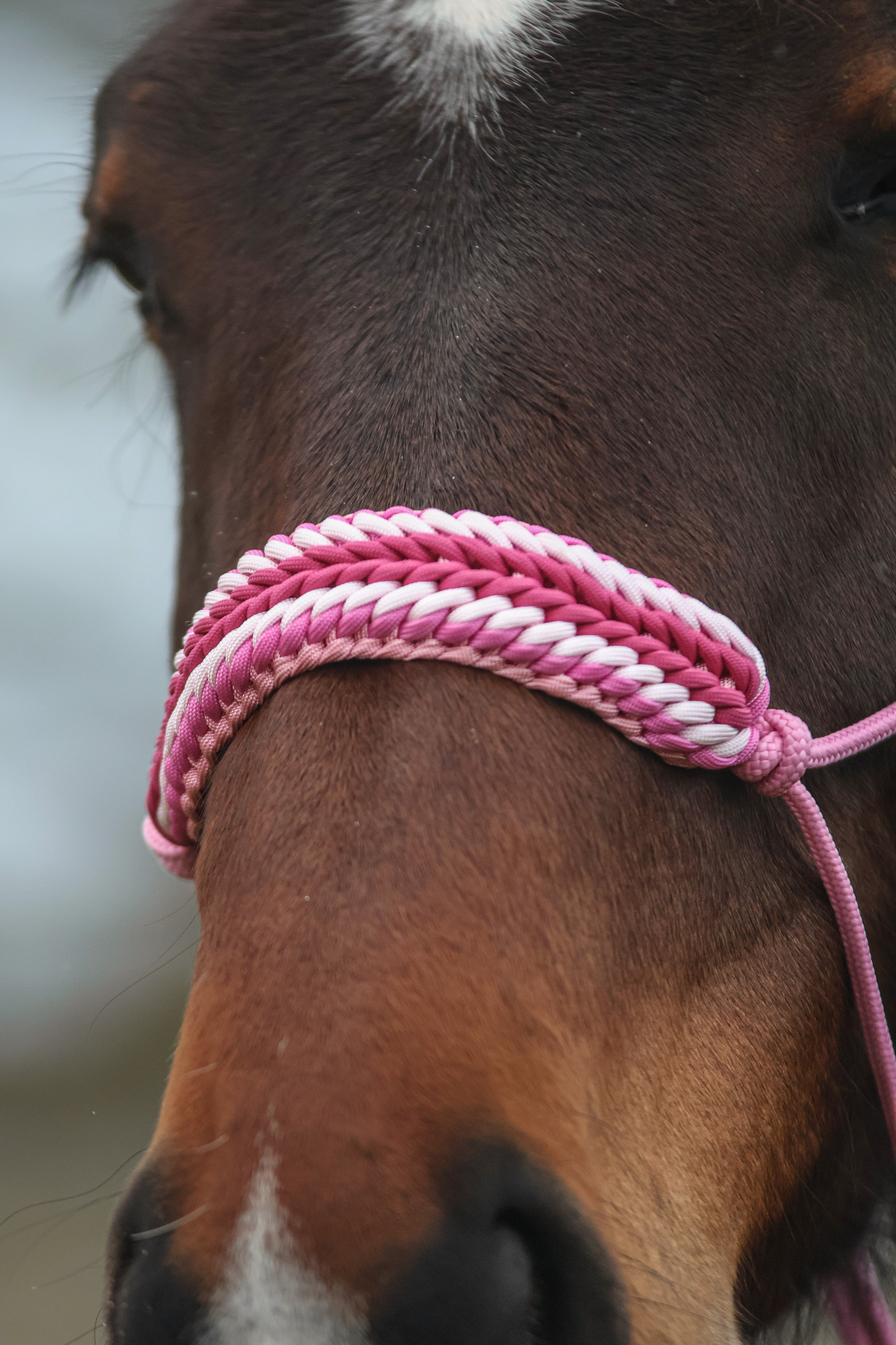 Licol premium personnalisable - STELLA