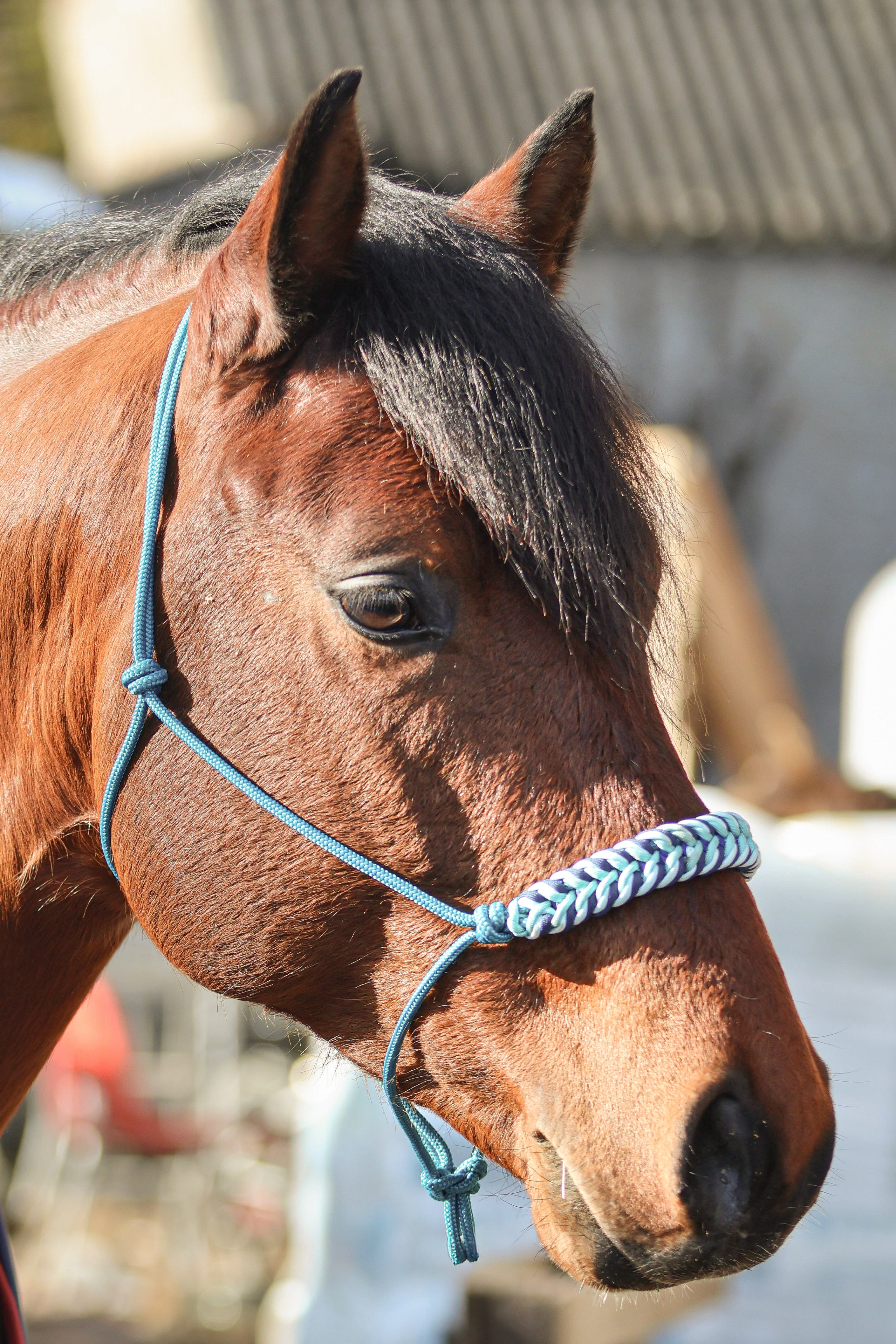 Licol premium personnalisable - NOVA