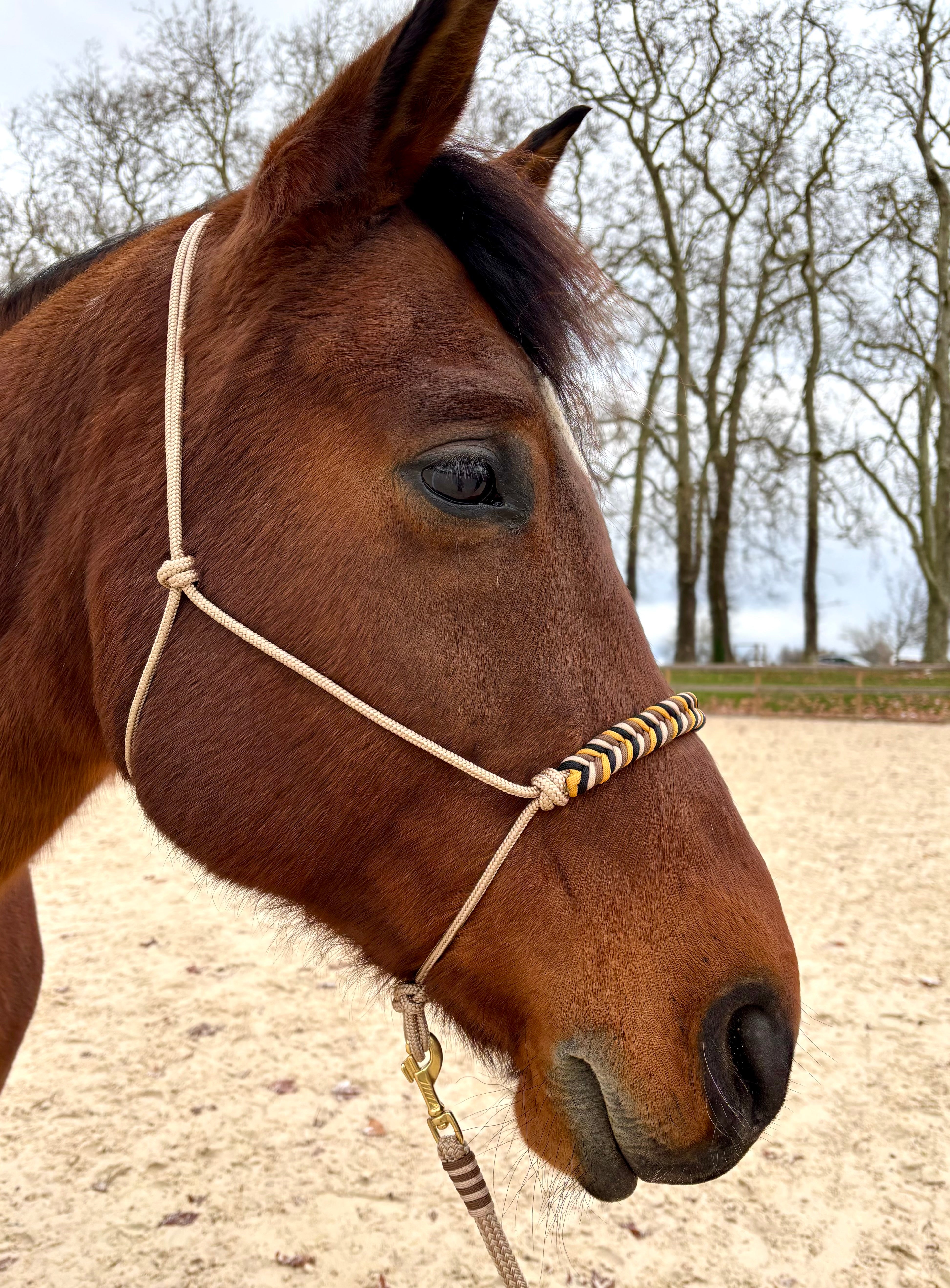Licol en corde léopard