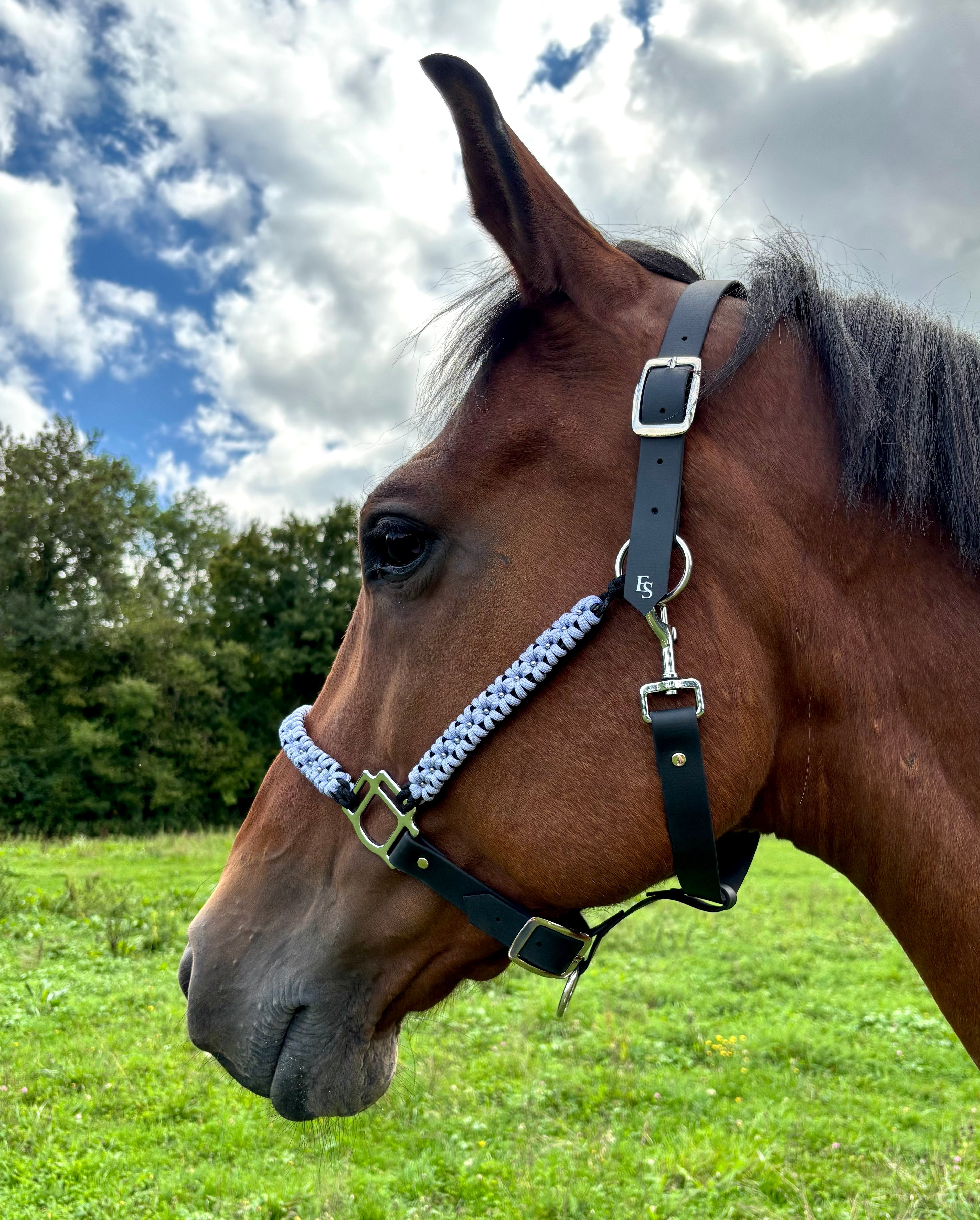 Licol plat personnalisable | ÉRABLE