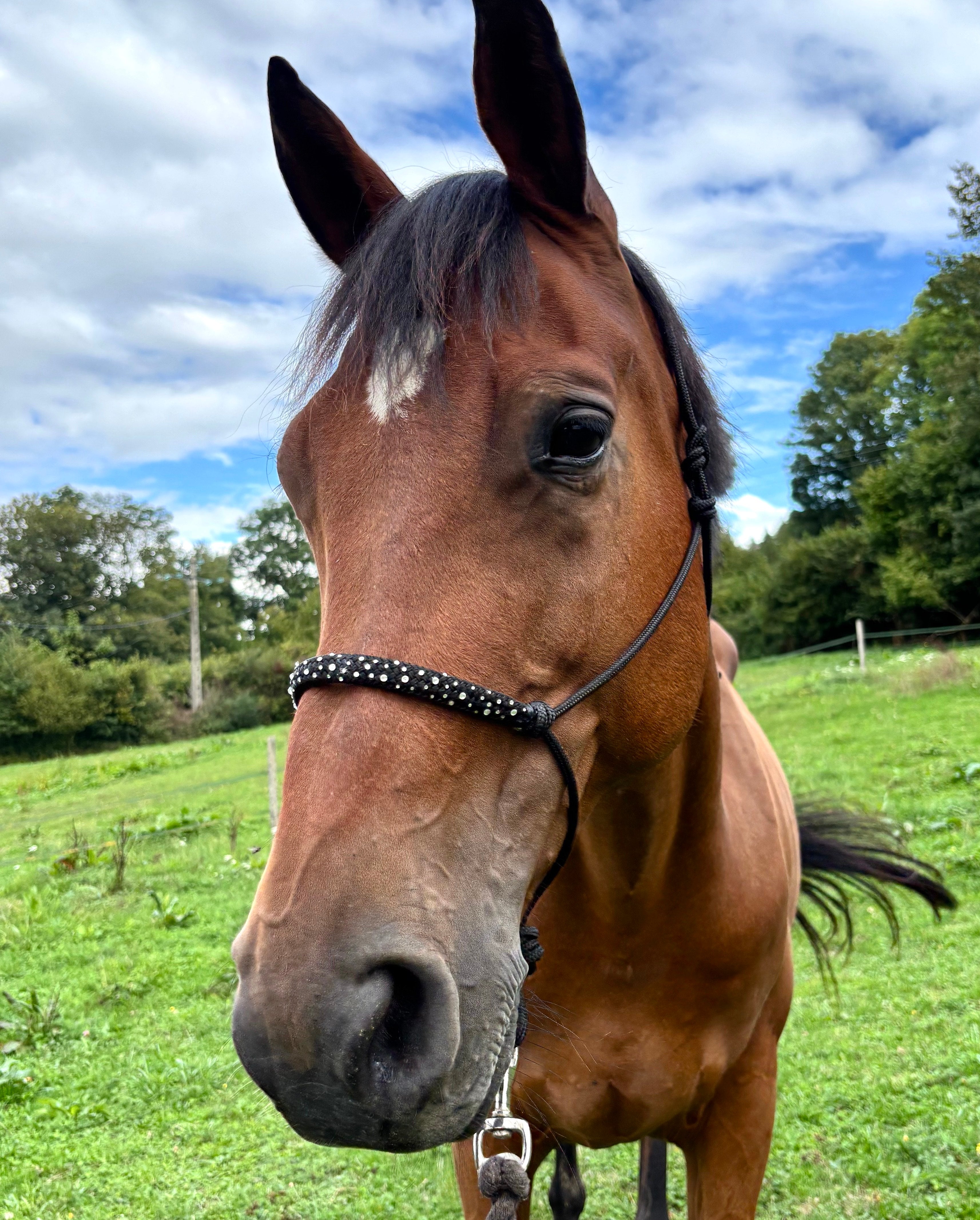 Licol en corde personnalisable | FULL GLITTER